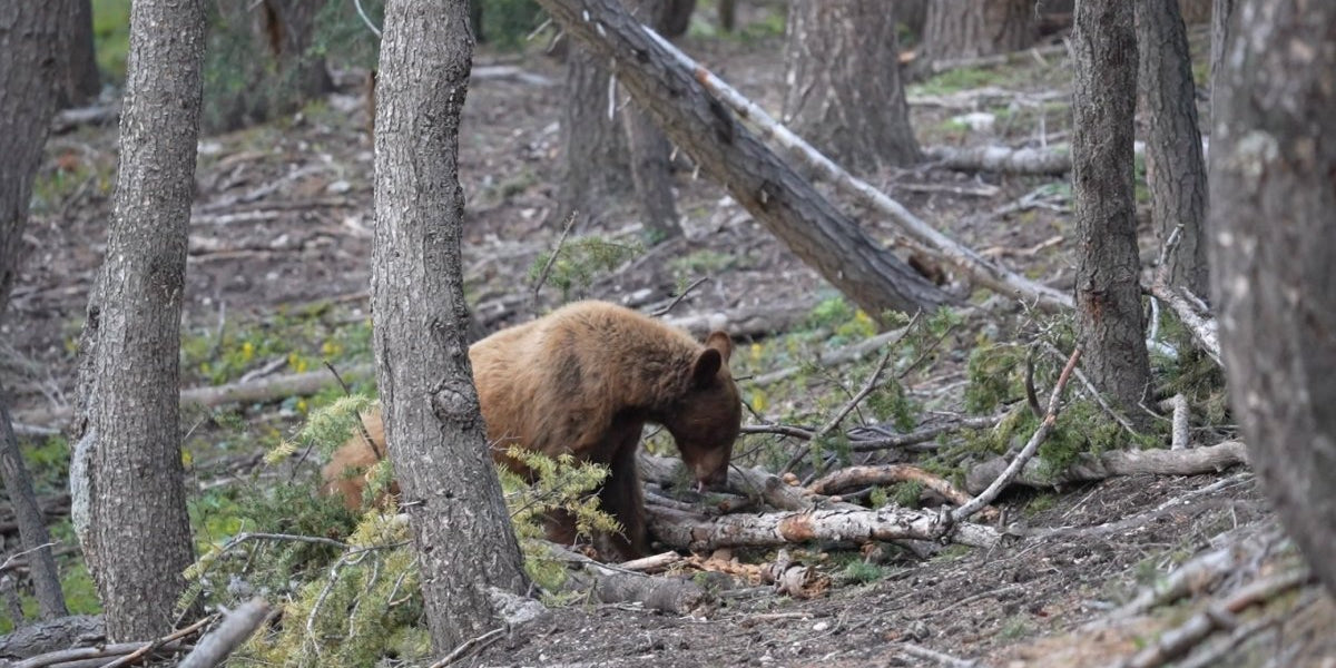 10 Tips for DIY Baited Black Bear Hunting - Muley Freak