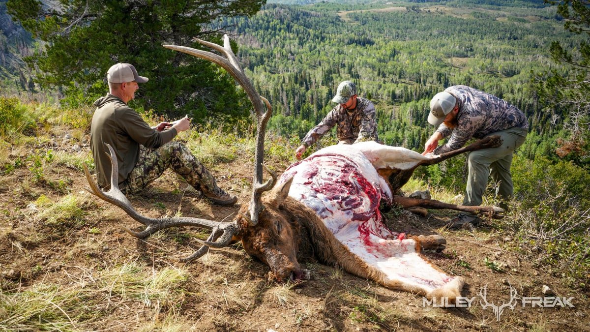 how long does it take to field dress an elk Gutless Method for ELK & DEER