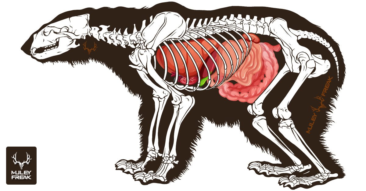 2024 Bear Shot Placement Tips, Tricks, and Insights Muley Freak