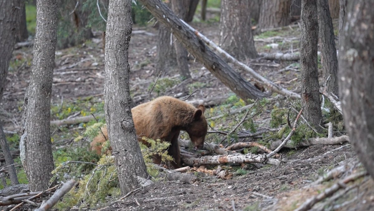 10 Tips for DIY Baited Black Bear Hunting - Muley Freak