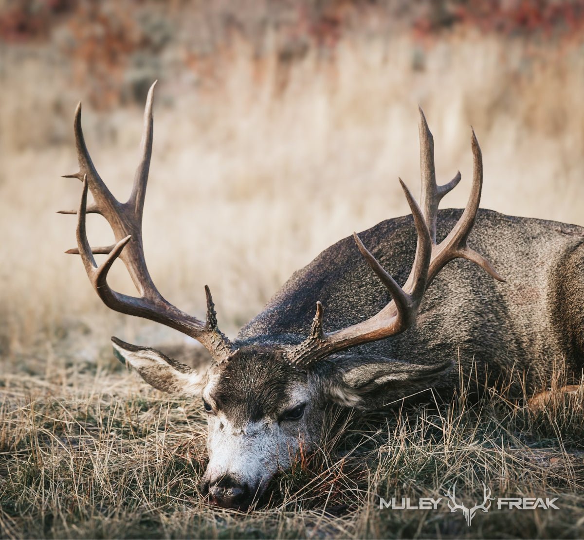 11 Best Mule Deer Hunting Tips & Tricks for Big Bucks - Muley Freak