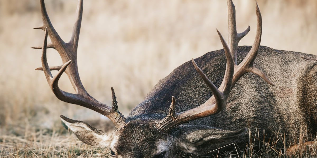 11 Best Mule Deer Hunting Tips & Tricks for Big Bucks - Muley Freak