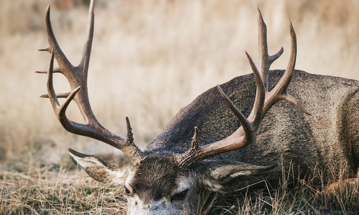 11 Best Mule Deer Hunting Tips & Tricks for Big Bucks - Muley Freak