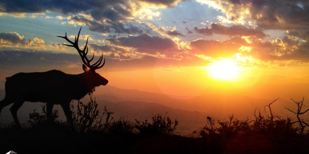 6 Ways to Take Your Trail Camera Content to the Next Level - Muley Freak