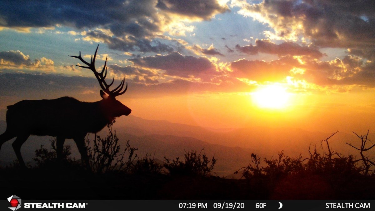 6 Ways to Take Your Trail Camera Content to the Next Level - Muley Freak