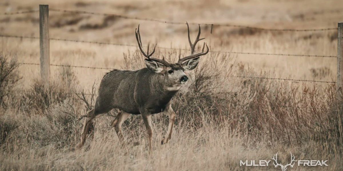 How to Select a Mule Deer Unit: What We Consider - Muley Freak