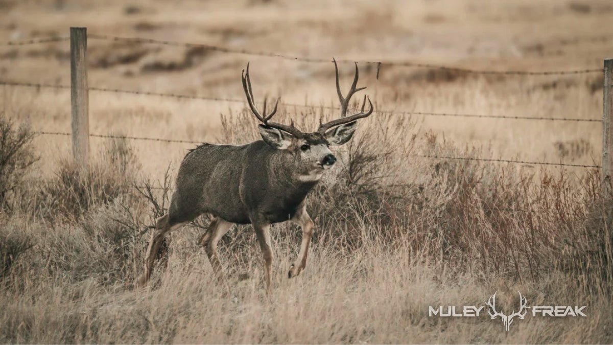 How to Select a Mule Deer Unit: What We Consider - Muley Freak