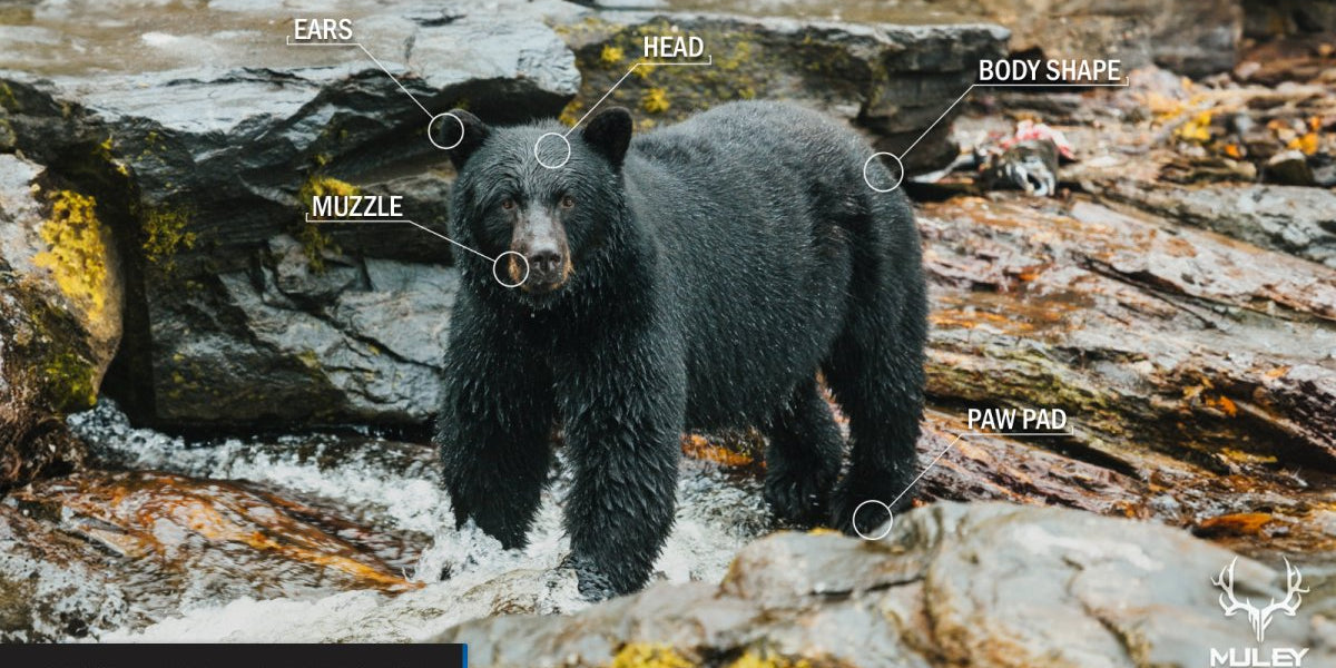How To Identify A Bear’s Sex - Muley Freak