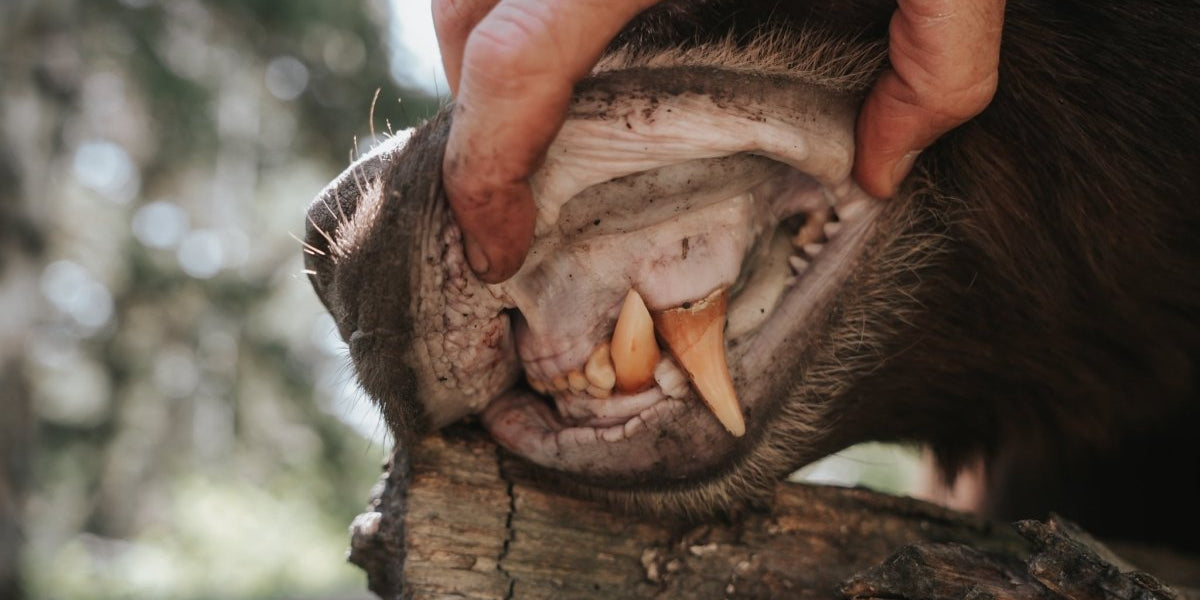 The Thirteen-Year Bear: A Story of Obsession, Legacy, and Finally Getting My Shot - Muley Freak