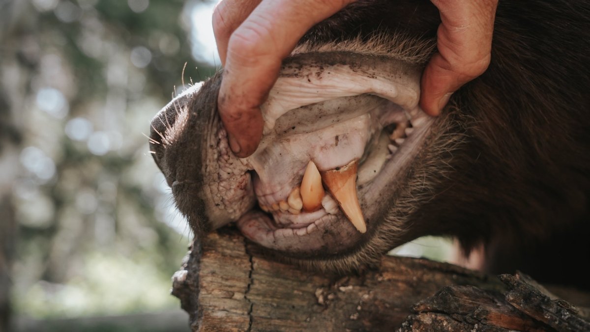 The Thirteen-Year Bear: A Story of Obsession, Legacy, and Finally Getting My Shot - Muley Freak